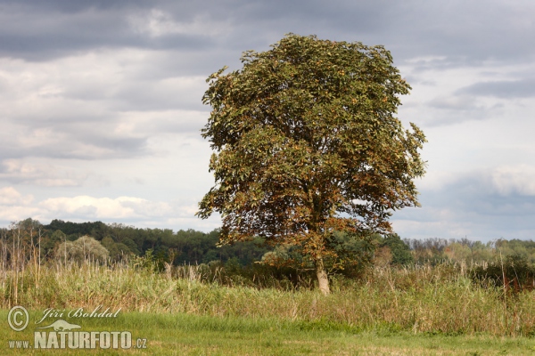 Pagaštan (Aesculus hippocastanum)