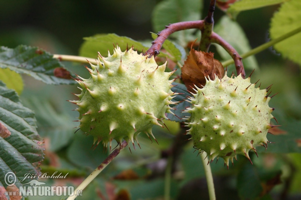 Pagaštan (Aesculus hippocastanum)