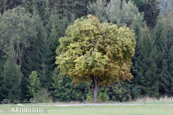 Pagaštan (Aesculus hippocastanum)