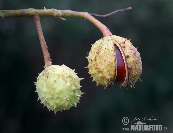 Pagaštan (Aesculus hippocastanum)