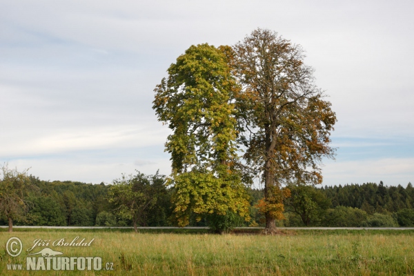 Pagaštan (Aesculus hippocastanum)