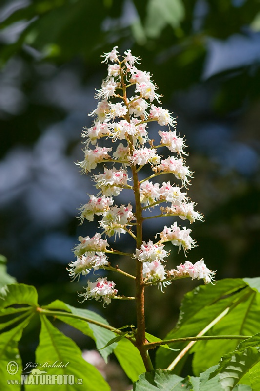 Pagaštan (Aesculus hippocastanum)