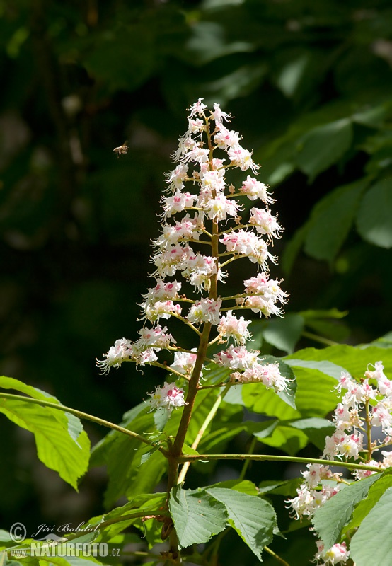 Pagaštan (Aesculus hippocastanum)