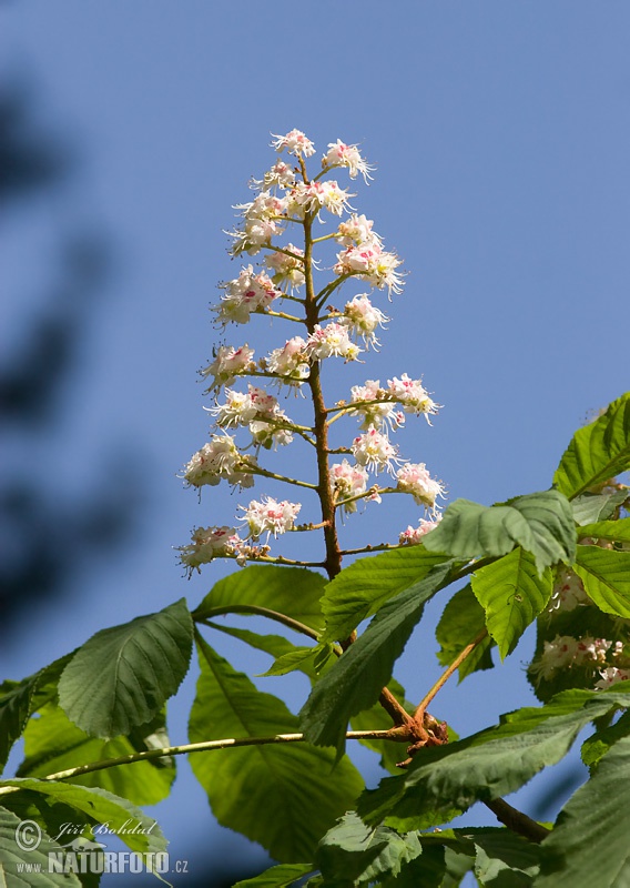 Pagaštan (Aesculus hippocastanum)