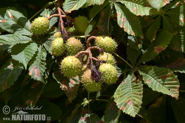 Pagaštan (Aesculus hippocastanum)