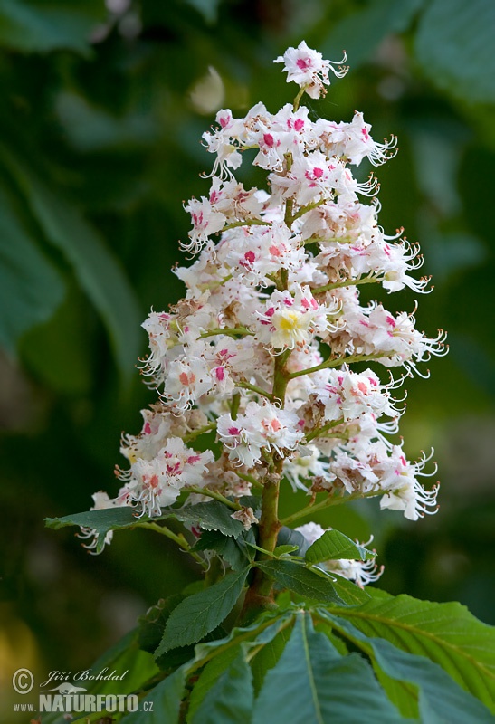 Pagaštan (Aesculus hippocastanum)