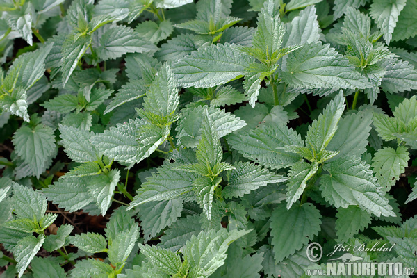 Pŕhľava dvojdomá (Urtica dioica)