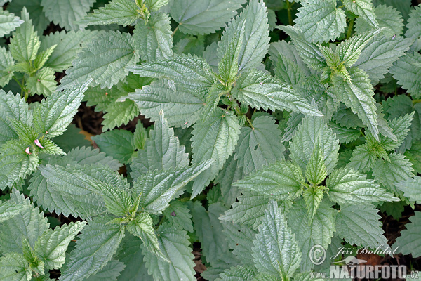 Pŕhľava dvojdomá (Urtica dioica)