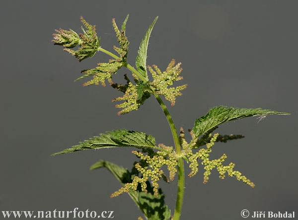 Pŕhľava dvojdomá (Urtica dioica)