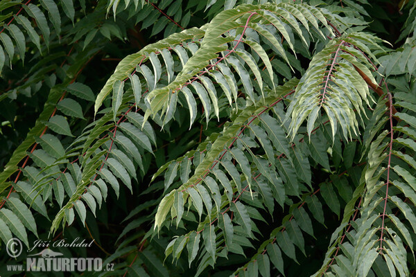 Pajasan žláznatý (Ailanthus altissima)