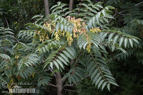 Pajasan žláznatý (Ailanthus altissima)