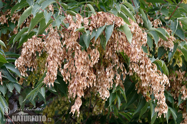 Pajasan žláznatý (Ailanthus altissima)