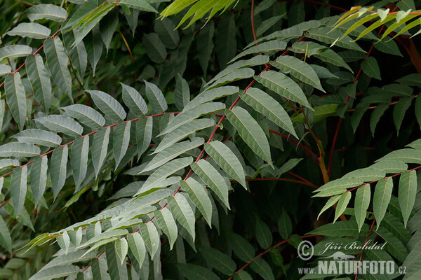 Pajaseň žliazkatý (Ailanthus altissima)