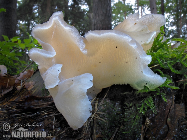 pajelenka želatínová (Pseudohydnum gelatinosum)