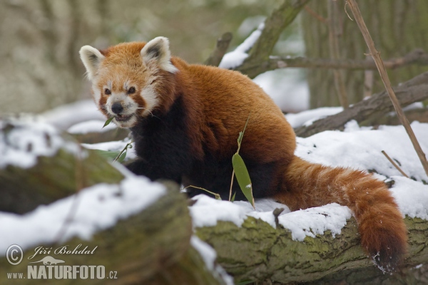 Panda červená (Ailurus fulgens)