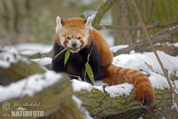 Panda červená (Ailurus fulgens)