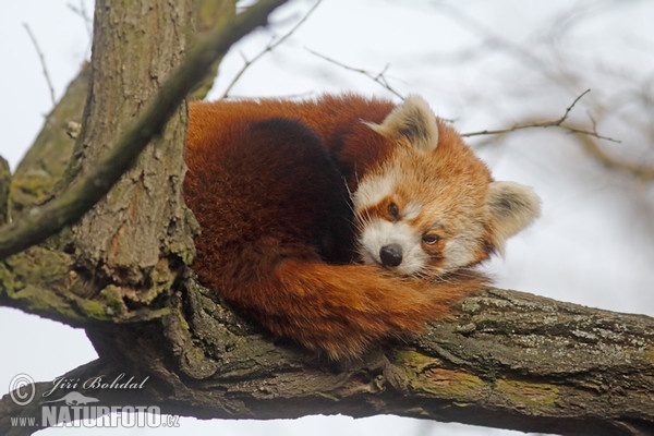 Panda červená (Ailurus fulgens)