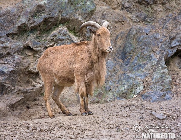 Paovca hrivnatá (Ammotragus lervia)