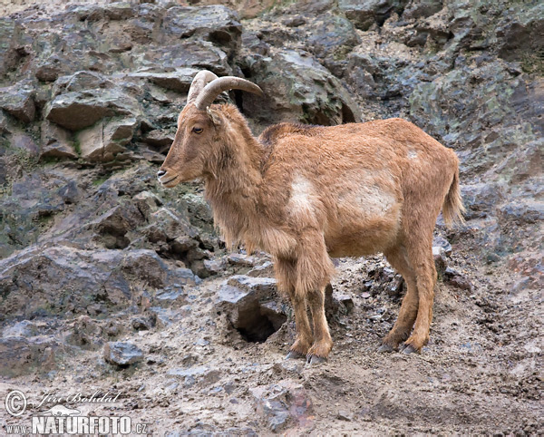 Paovca hrivnatá (Ammotragus lervia)