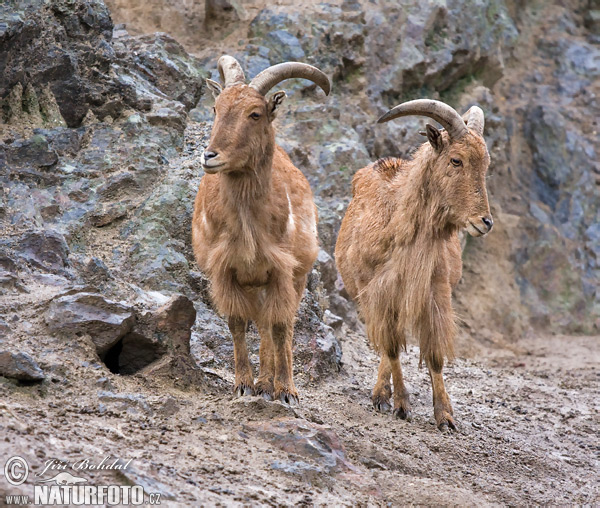 Paovca hrivnatá (Ammotragus lervia)