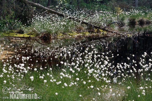 Páperník pošvatý (Eriophorum vaginatum)