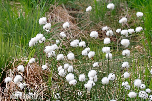 Páperník pošvatý (Eriophorum vaginatum)