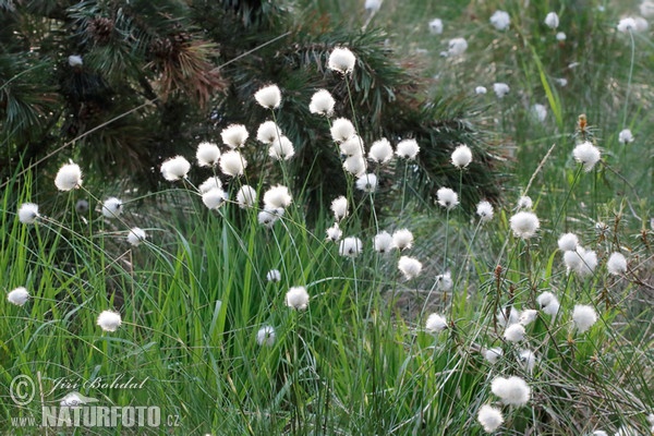 Páperník pošvatý (Eriophorum vaginatum)