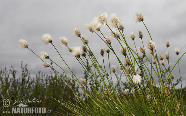 Páperník pošvatý (Eriophorum vaginatum)