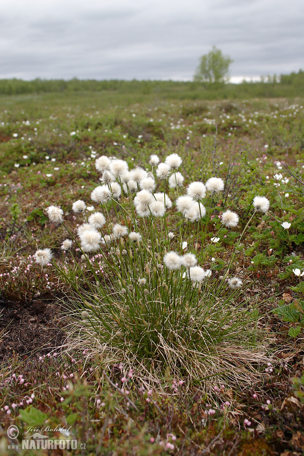 Páperník pošvatý (Eriophorum vaginatum)