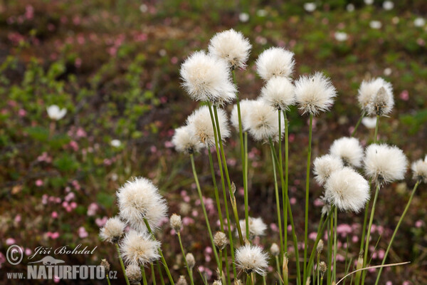 Páperník pošvatý (Eriophorum vaginatum)