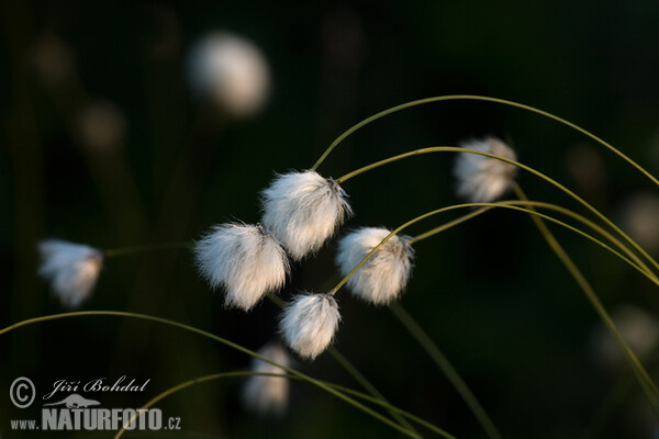 Páperník Scheuchzerov (Eriophorum scheuchzeri)