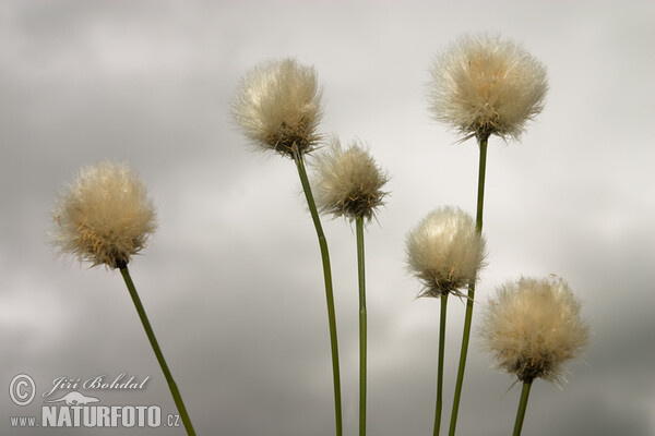 Páperník Scheuchzerov (Eriophorum scheuchzeri)