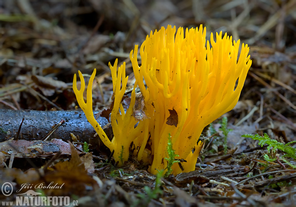 parôžkovec lepkavý (Calocera viscosa)