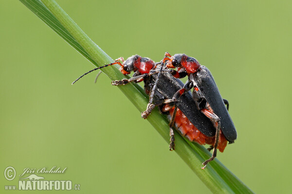 Páteříček sněhový (Cantharis fusca)