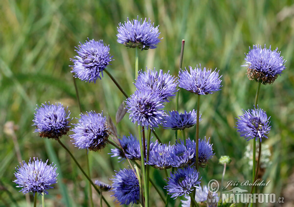 Pavinec horský (Jasione montana)