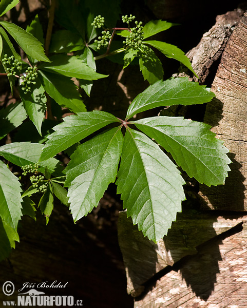 Pavinič päťlistý (Parthenocissus quinquefolia)