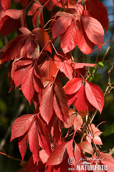 Pavinič päťlistý (Parthenocissus quinquefolia)