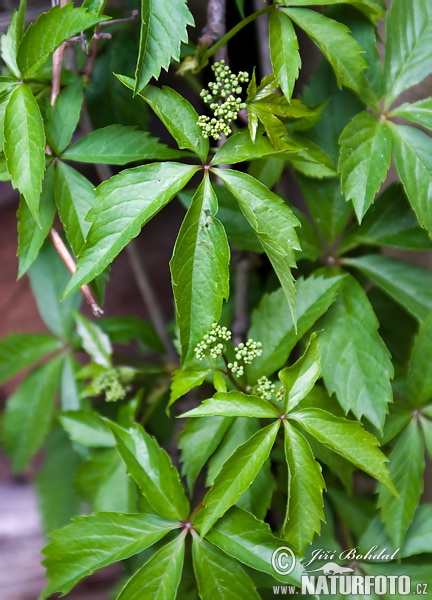 Pavinič päťlistý (Parthenocissus quinquefolia)