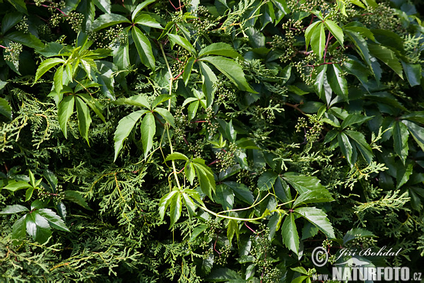 Pavinič popínavý (Parthenocissus inserta)