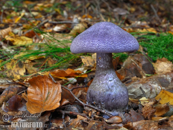 Pavučinec hercynský (Cortinarius hercynicus)