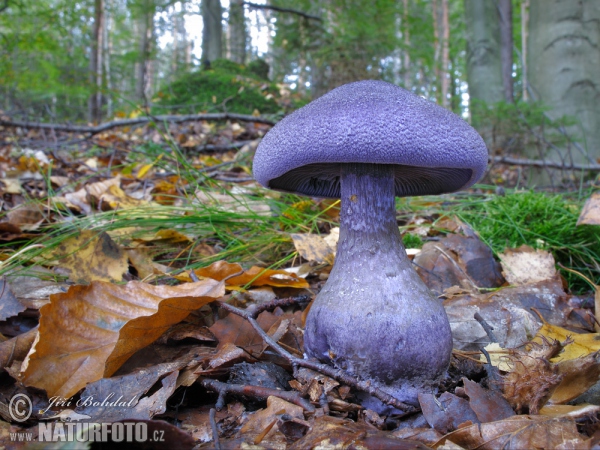 Pavučinec hercynský (Cortinarius hercynicus)