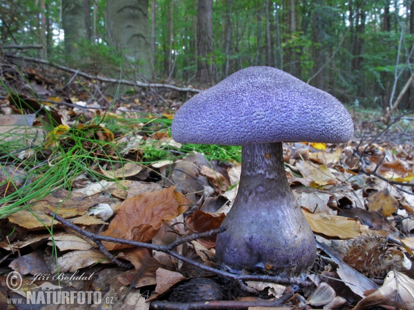 Pavučinec hercynský (Cortinarius hercynicus)