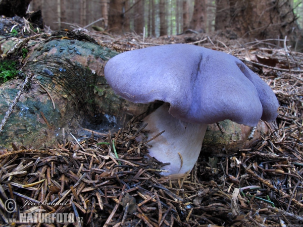 Pavučinec kozlí (Cortinarius traganus)