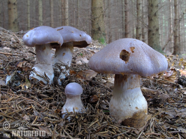 Pavučinec kozlí (Cortinarius traganus)