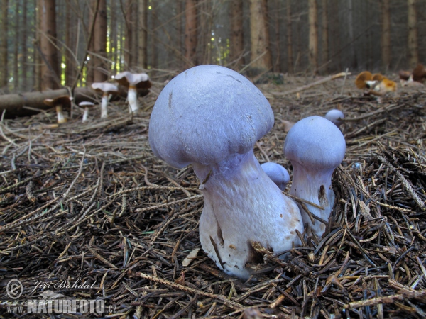 Pavučinec kozlí (Cortinarius traganus)