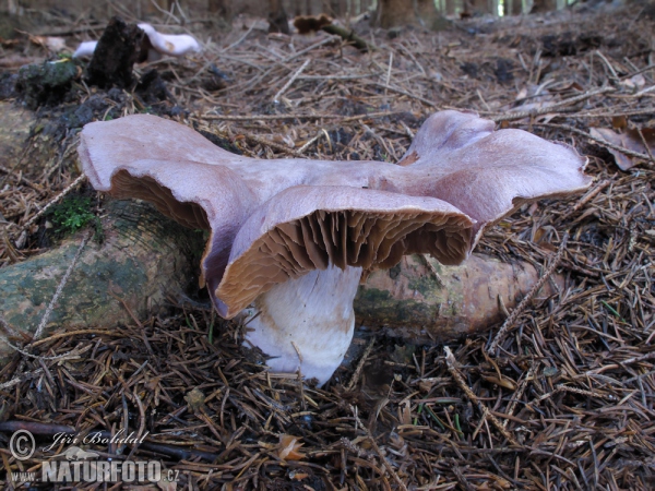 Pavučinec kozlí (Cortinarius traganus)