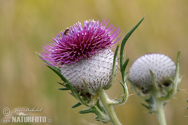 Pcháč bělohlavý (Cirsium eriophorum)