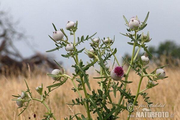 Pcháč bělohlavý (Cirsium eriophorum)