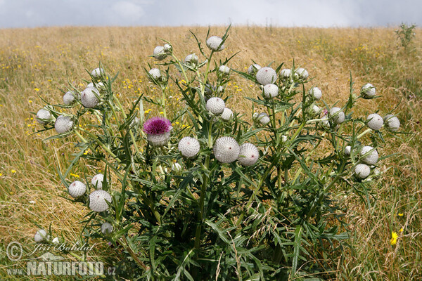 Pcháč bělohlavý (Cirsium eriophorum)