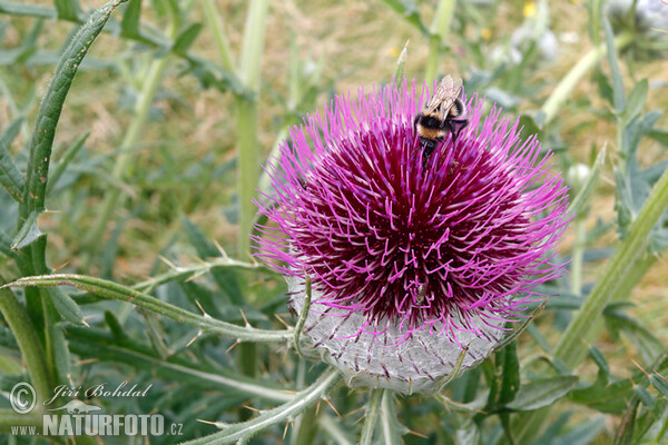 Pcháč bělohlavý (Cirsium eriophorum)